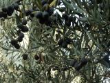 Karamürsel Su Zeytin