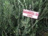 Karamürsel  su.jpg
