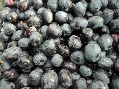 Samanlı Zeytin.jpg